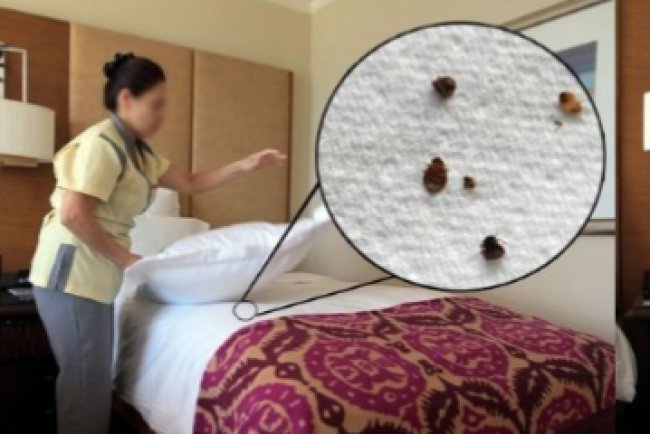 Don't let the bed bugs bite anymore