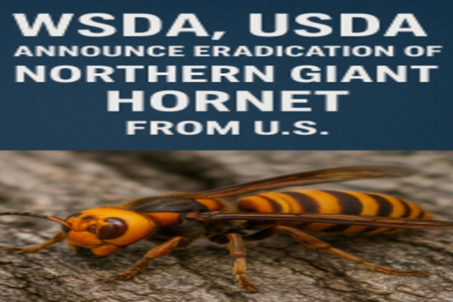 WSDA, USDA Announce Eradication of Northern Giant Hornet from U.S.
