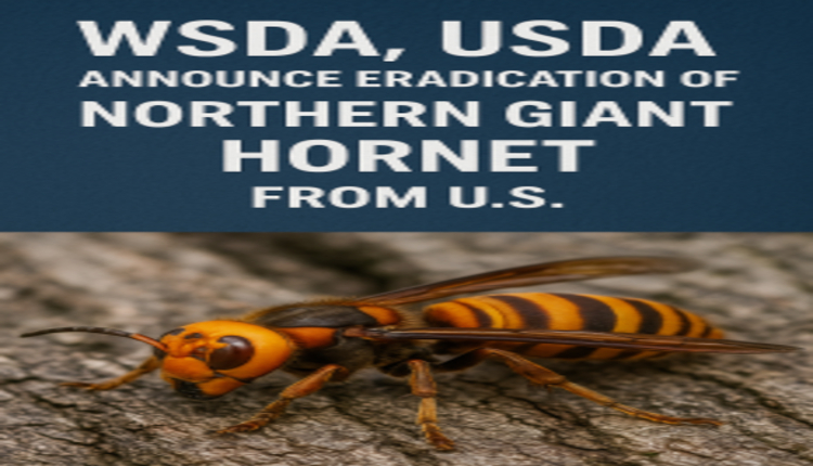 WSDA, USDA Announce Eradication of Northern Giant Hornet from U.S.
